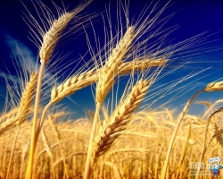 What is the difference between rye and wheat? What does the ear and grains of wheat, rye look like? What is the name of the inflorescence of wheat or rye?