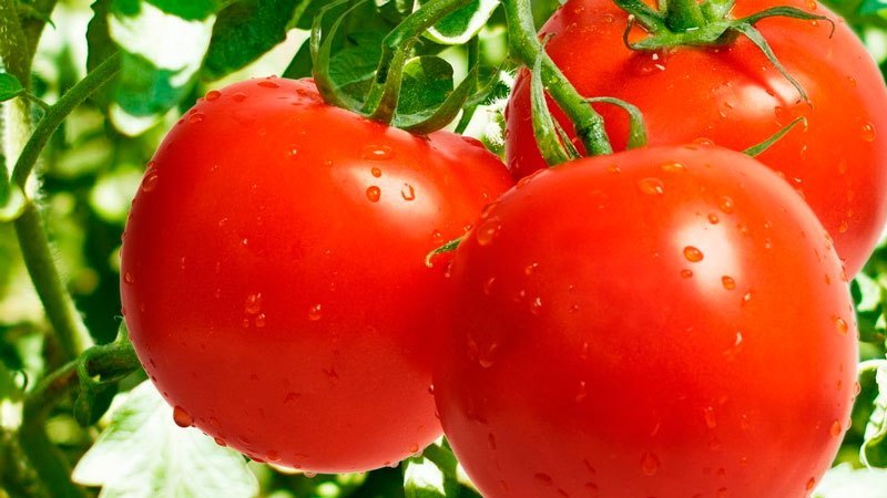 Здоровые томаты