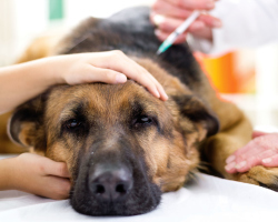 Kako preživeti smrt ljubljenega psa: nasveti psihologa, duhovnika, pregledi ljudi