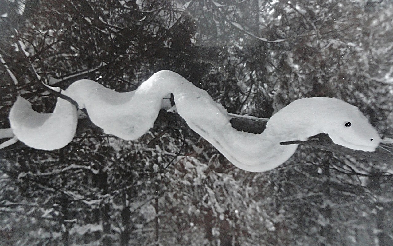 Una serpiente de la nieve cuelga en una rama de árbol