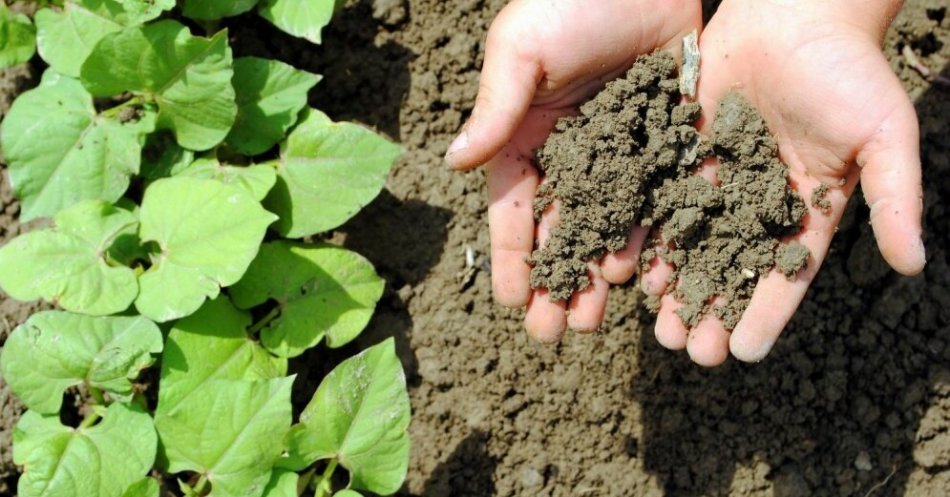 Préparation du pot et du traitement du sol