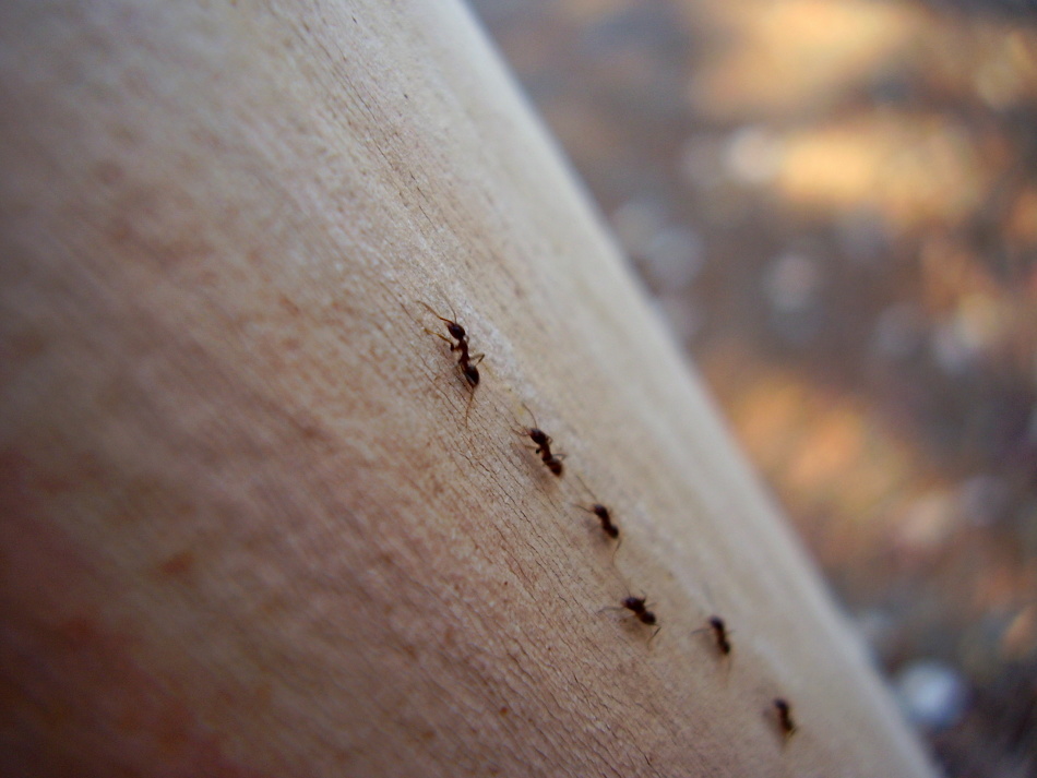 Tanda tentang semut yang Anda temui di rumah