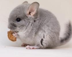 Chinchilla - maintenance, feeding and care in the apartment, house: rules, recommendations, a list of permitted and prohibited products, real reviews of the owners