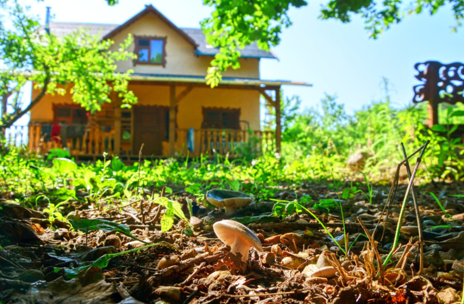 Au cours de l'année des champignons, les champignons peuvent pousser à la fois dans le jardin et sur le seuil de la maison