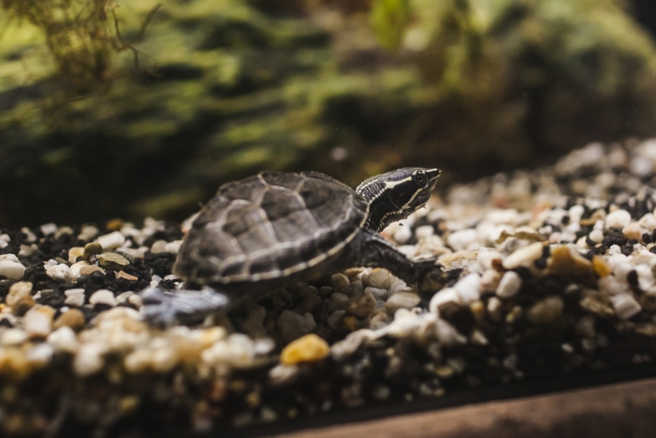 Мускусная черепаха больше всего любит передвигаться по дну