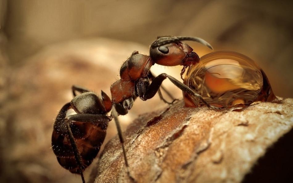 Λαϊκές συνταγές κατά των μυρμηγκιών κήπου με νερό με ζάχαρη