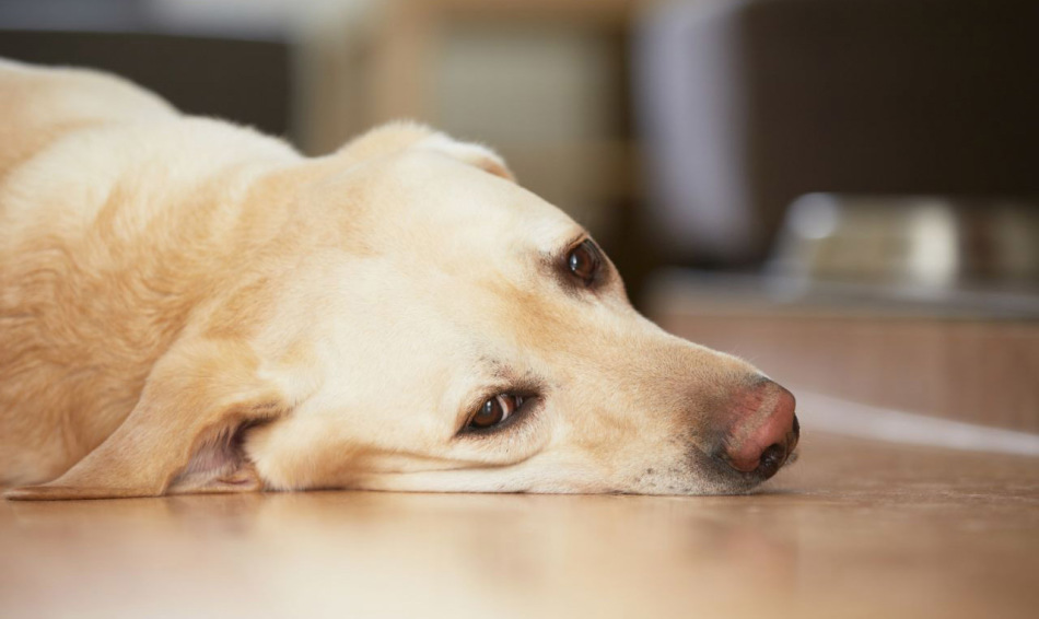 При болезнях печени у собак наблюдается апатичное состояние