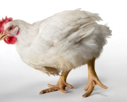 Boarding Breeding: Apakah bisnis bermanfaat dan bagaimana menghadapinya? Cara Menumbuhkan Ayam Broiler di Rumah: Rencana Bisnis untuk Pemula, Rekomendasi Berguna