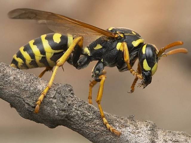 Способны ли осы давать мед, и чем они полезны»? Есть ли польза от укуса осы? Где живут осы, из чего строят гнезда? Что привлекает осу рядом с человеком? Чем опасны осы?