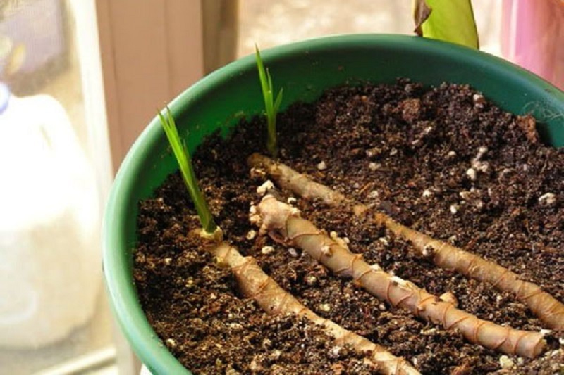 C'est à quoi ressemble l'enracinement de la tige dracaena à deux endroits