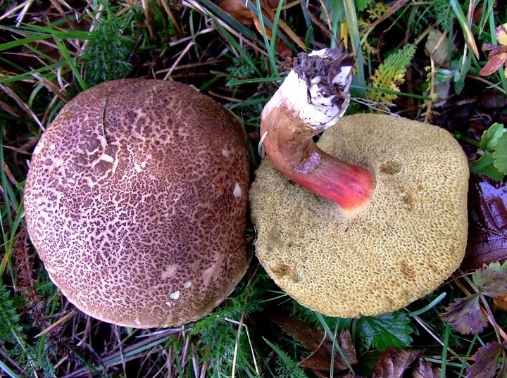 Le champignon est une mousse hétéroclite