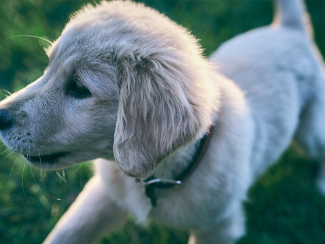 Zakaj ima pes suh in topel nos? Kaj pomeni, če ima pes suh, topel, hladen nos, razpoke, luščenje?