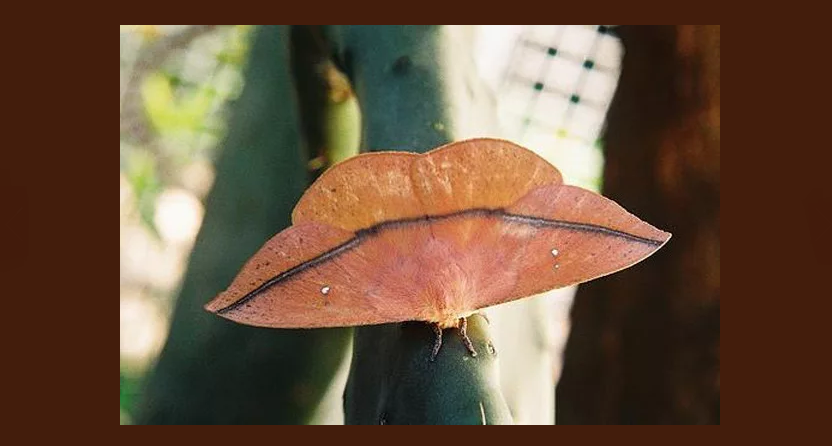 Ein Schmetterling einer kleinen Raupe