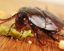 Zakaj so ščurki nevarni in zakaj se borijo z njimi? Prednosti in slabosti vsake vrste izdelka iz ščurkov: splošna klasifikacija. Ocena najučinkovitejših in najboljših sredstev iz ščurkov: imena, kratke značilnosti, ljudske metode. Kakšno zdravilo za ščurke lahko imenujemo št. 1?
