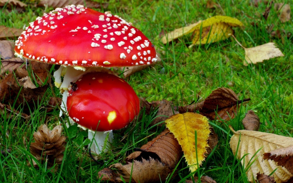 At what temperature do mushrooms grow in the fall?
