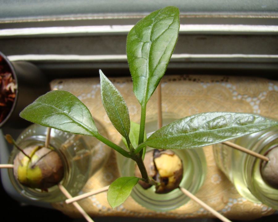 Avocado Bone Sprout