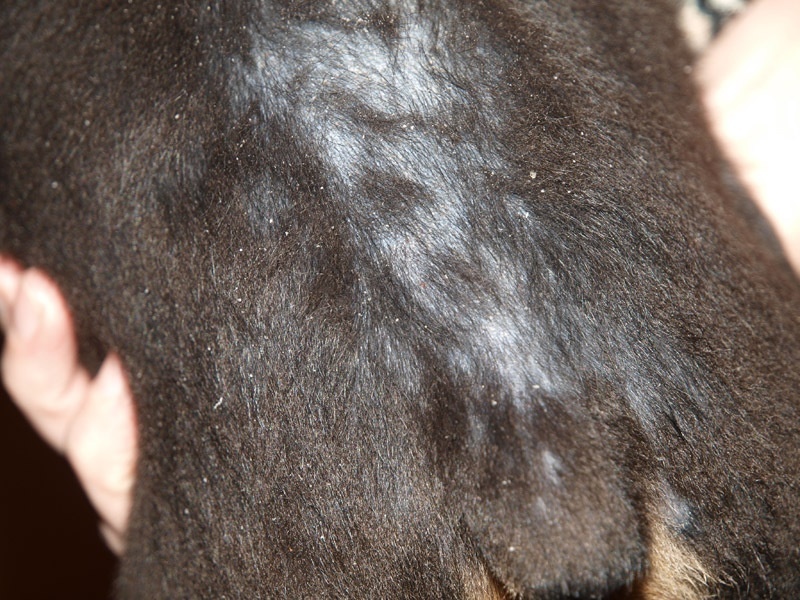 Выпадение волос на спине у собаки что это может
