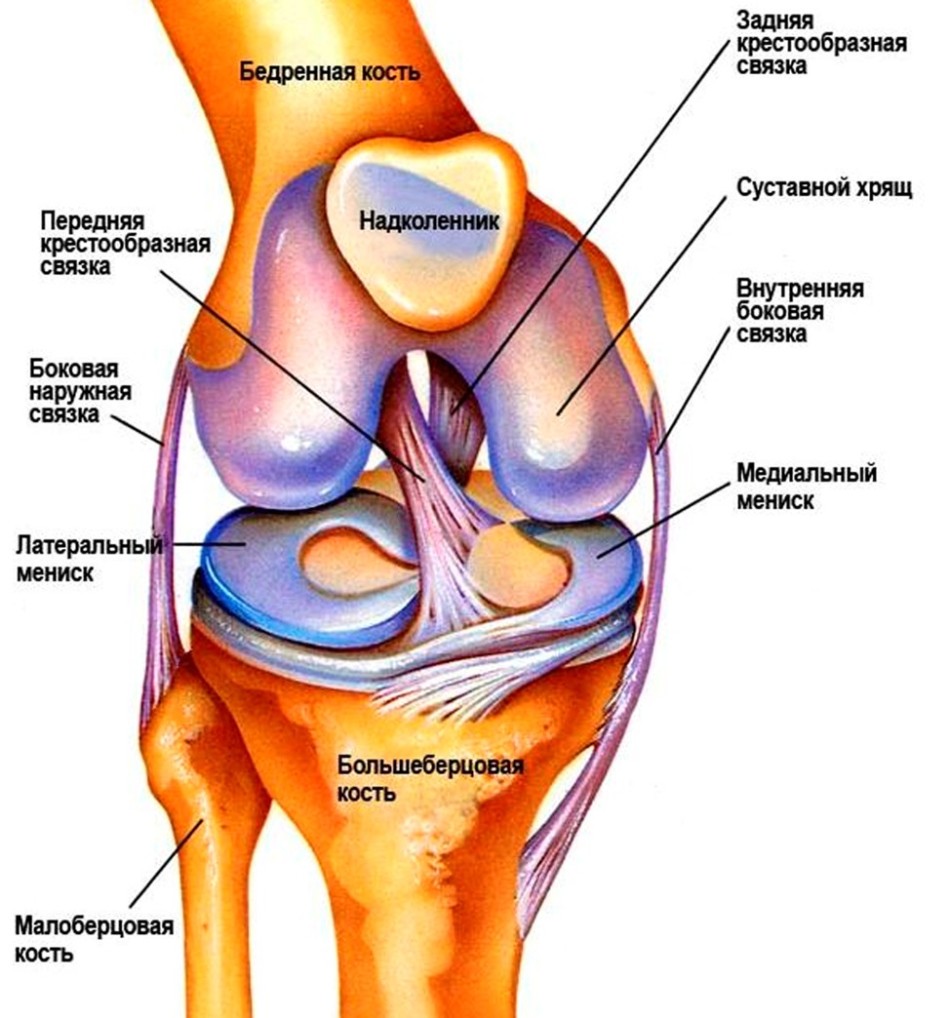 The structure of the knee joint
