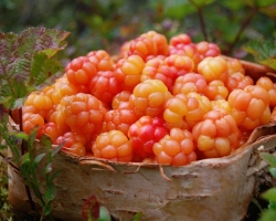 Clouding for the winter: the best recipes for blanks, jam, compote, jelly. Clouding for the winter without cooking: recipe. Berry Bogoska: beneficial properties, vitamins. How to store cloudberries for the winter: Ways