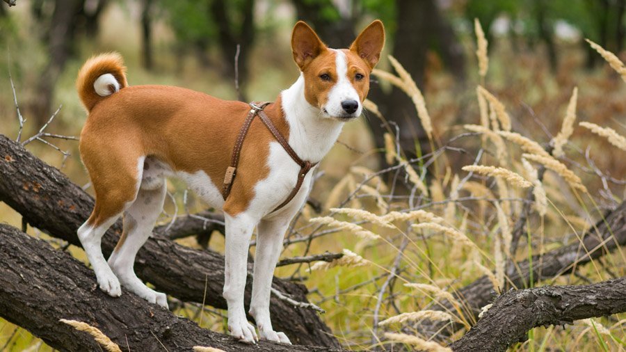 Akıllı köpekler