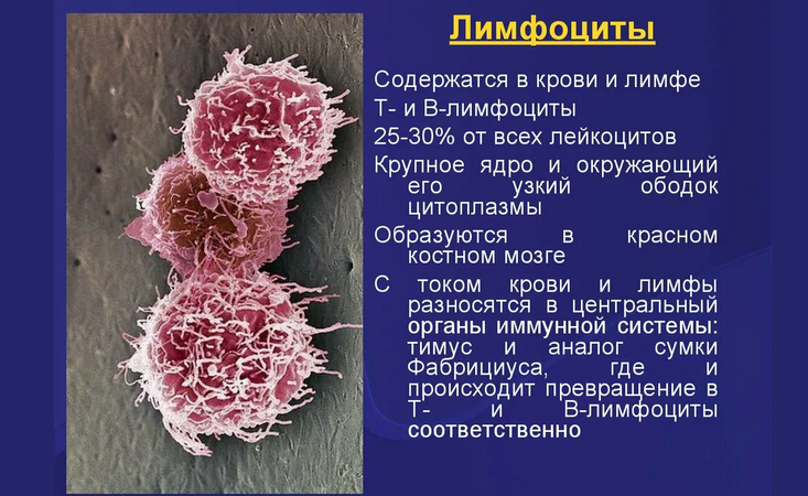 B-lymphocytes in the blood