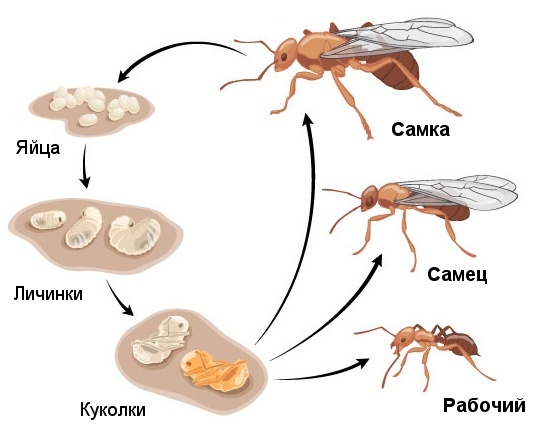 Razvojna shema