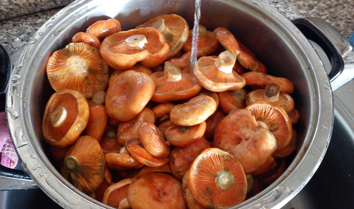 Как правильно чистить грибы волнушки