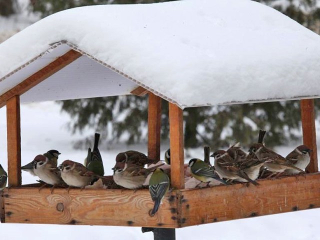 How to make a bird feeder with your own hands: ideas, master classes, photos. How to make a bird feeder made of wood, a cardboard box, a tin can, a tin cookie box, from old dishes? How to make a completely edible grain feeder for birds?