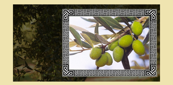 L'olivier consciencieux et détendu patronne les écailles