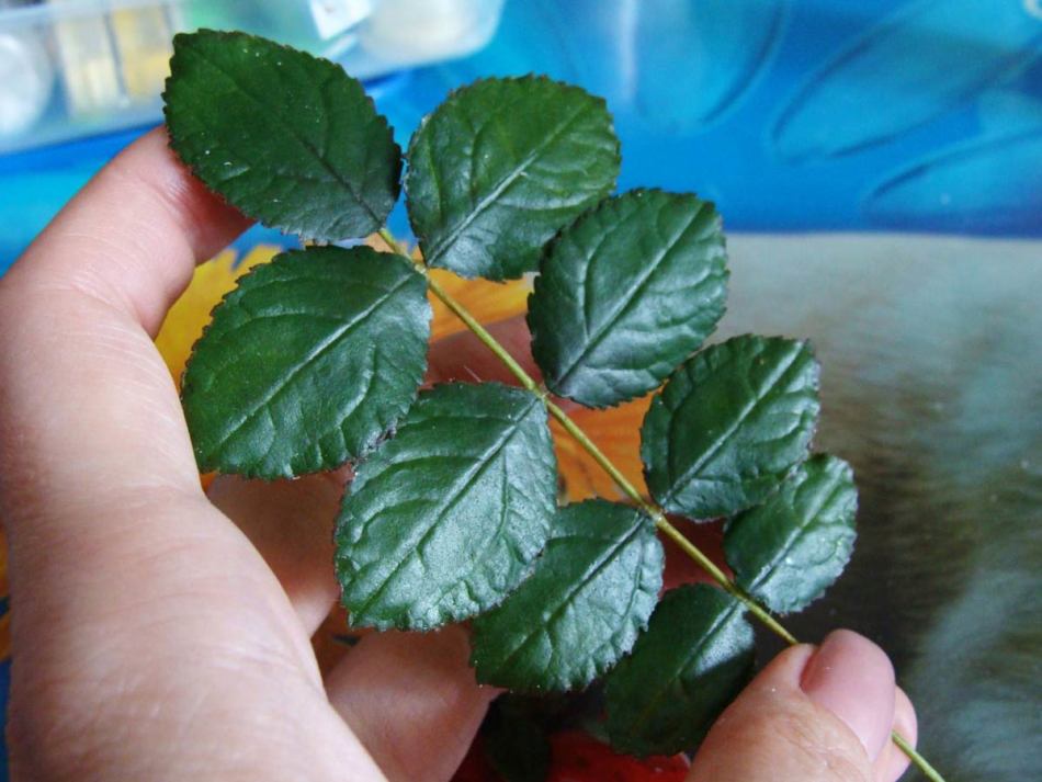 Listi rožišča se uporabljajo za pripravo hematopoetskih zdravil.