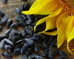 Apakah mungkin untuk makan biji bunga matahari bersama dengan kulitnya, apakah itu berguna? Biji bunga matahari dengan kulit: manfaat dan bahaya