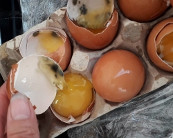 Bagaimana cara membuat telur busuk untuk bau, dengan cepat? Bagaimana cara memeriksa telur busuk atau tidak?