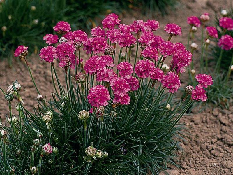 Armeria Primorskaya