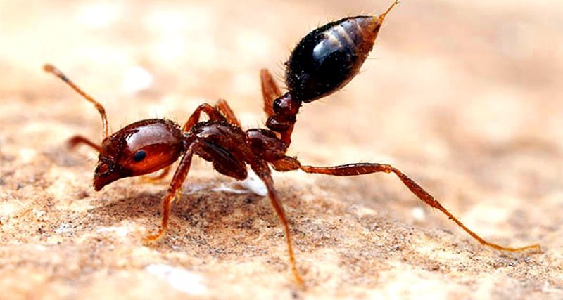 Fiery ants
