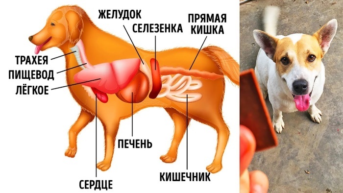The spleen in the dog