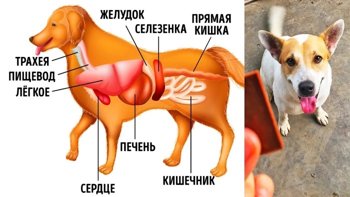 Vranica v psu