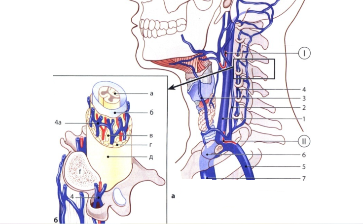 Anatomie der Blutgefäße der Halswirbelsäule