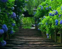 Blue flowers for the garden: Brief description, photo