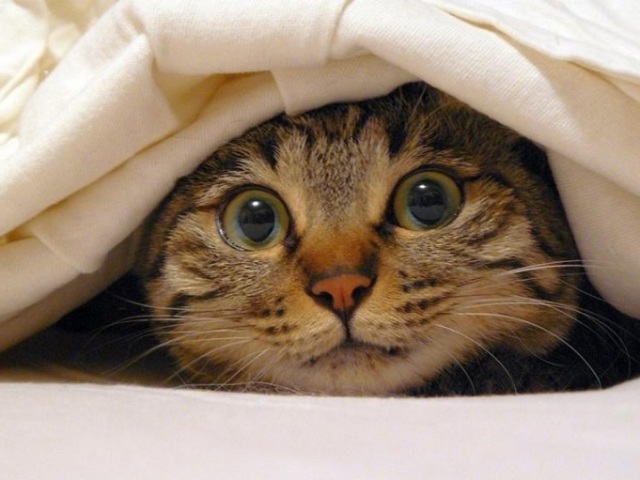 Кошка гадит на кровать: причины, что делать, приметы