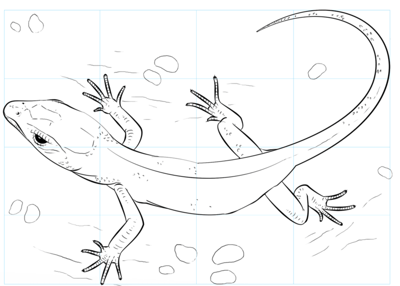 Lizard: drawing for sketching