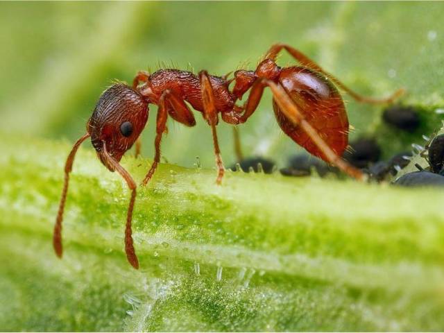 Ants: species, features of the external and internal structure of the body, reproduction. How many legs, eyes do you have? What does an ant eaten in nature, where it lives, what benefits it brings, how much and where does it live? How does an ant family live? How many times does an ant lifts more of its weight?