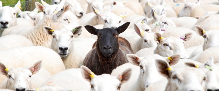 «одна паршивая овца все стадо портит»