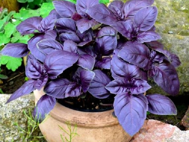 Basil violet: growing from seeds, care, top dressing in a greenhouse, greenhouse and in open ground, in the country. When and with what can I plant a purple basil, after how many days does it rush after sowing? Do I need to pinch violet basil, how often to water?