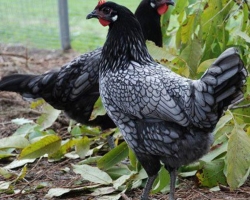 Andaluz Blue Hens: description, pros and cons of the breed than to feed, where to buy in Russia, reviews