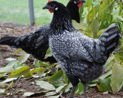 Andaluz Blue Hens: คำอธิบายข้อดีและข้อเสียของสายพันธุ์มากกว่าที่จะให้อาหารสถานที่ซื้อในรัสเซียบทวิจารณ์