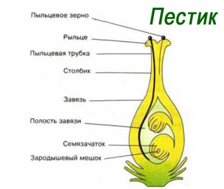 В какой части цветка протекает этот процесс. Схема строения завязи. Пестик строение зародышевый мешок. Строение пестика и семязачатка. Схема строения пестика.