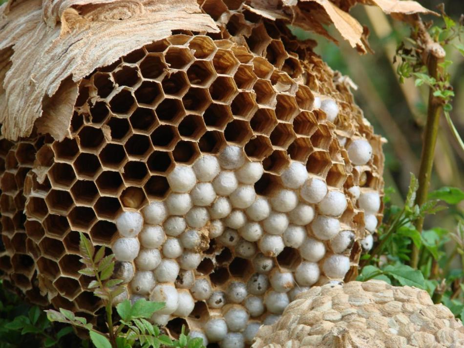 Na sejah zdravljenja tripofobije se uporabljajo zastrašujoče fotografije