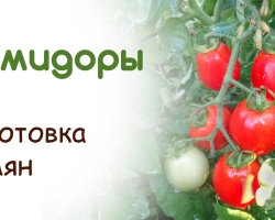 How to collect and harvest your own, hybrid tomatoes? How to store seeds correctly? Preparation of tomatoes for planting for seedlings. How to plant tomatoes for seedlings, in open soil?