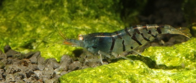 Camarones para combatir algas de acuario