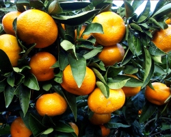 What to do with sour tangerines? How to turn them into sweet?